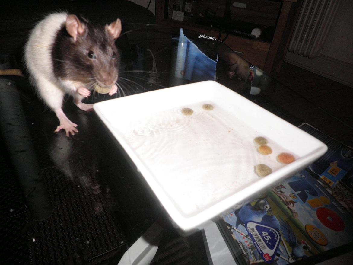 Mine lækre piger. <3 billede 32