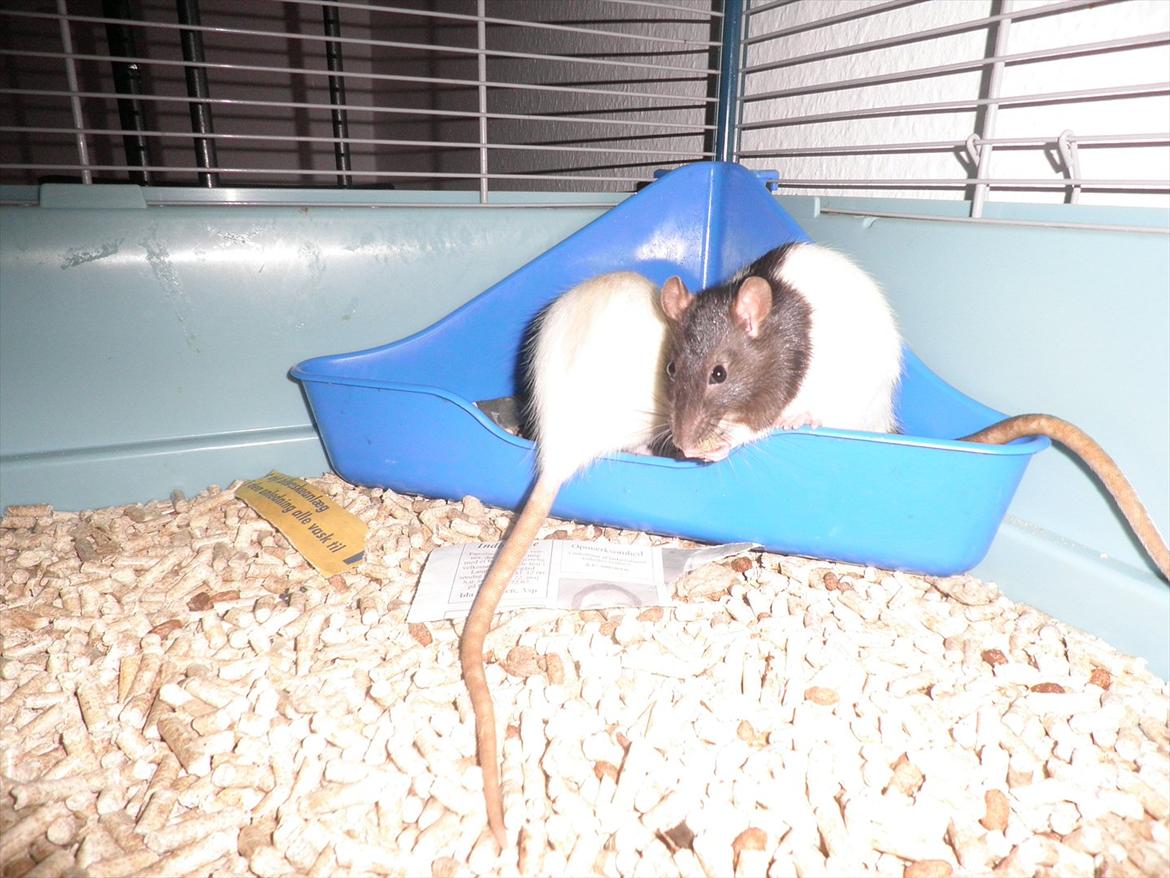 Mine lækre piger. <3 billede 33