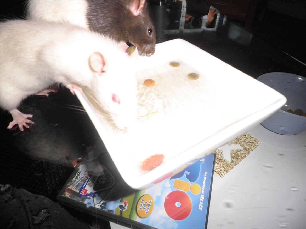 Mine lækre piger. <3 billede 34