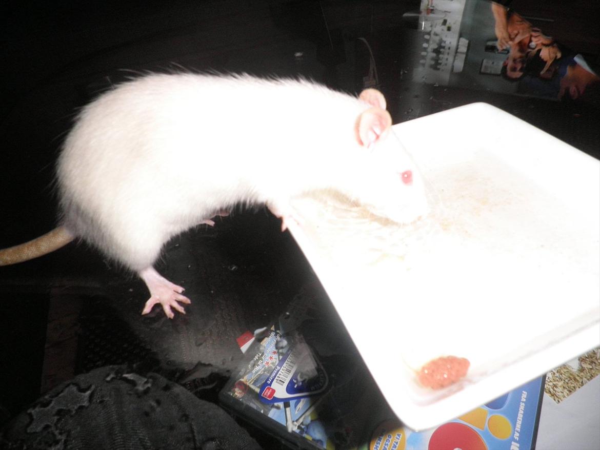 Mine lækre piger. <3 billede 35