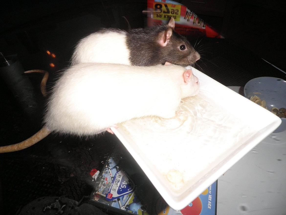 Mine lækre piger. <3 billede 36