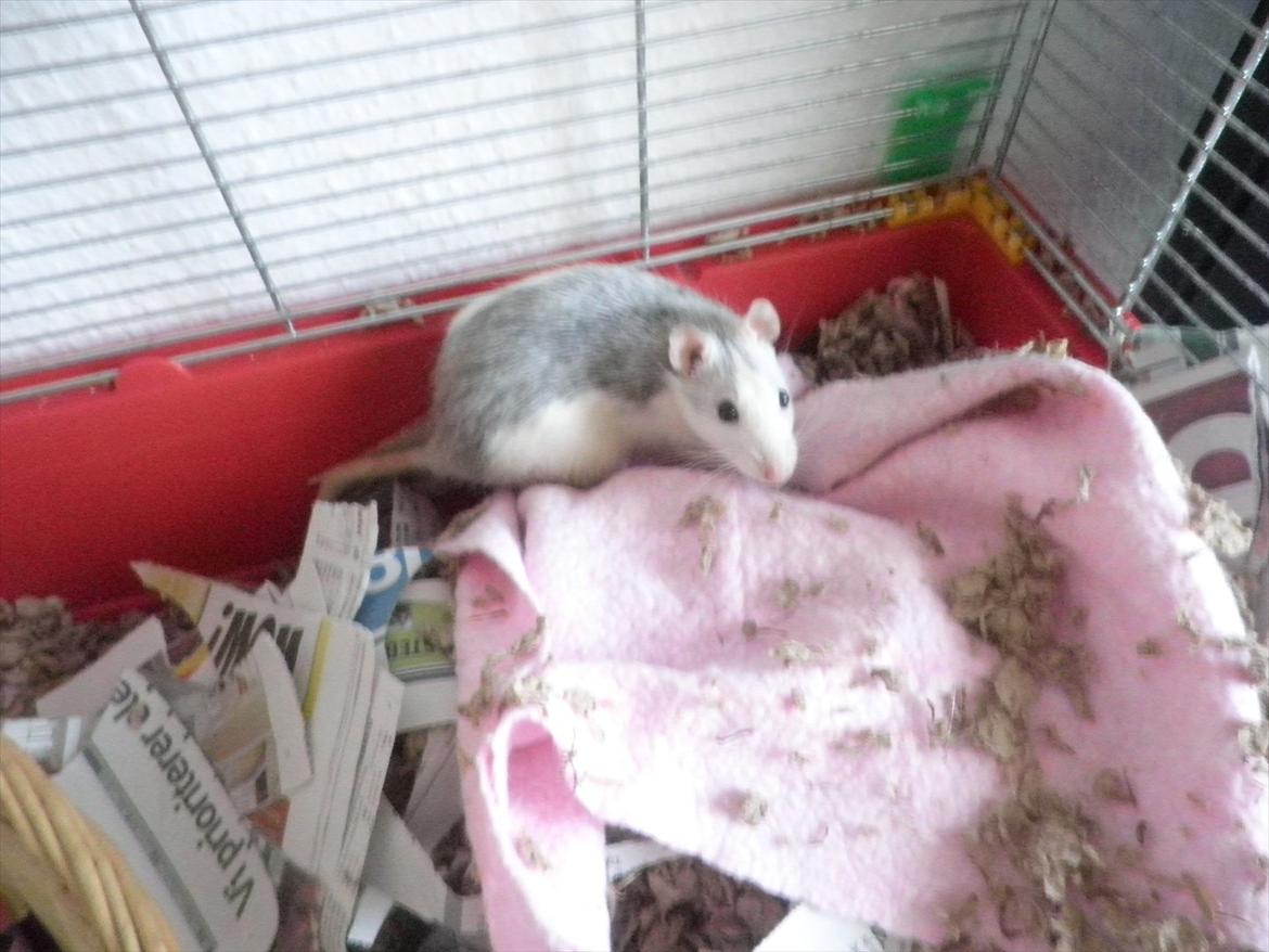 Mine lækre piger. <3 billede 37