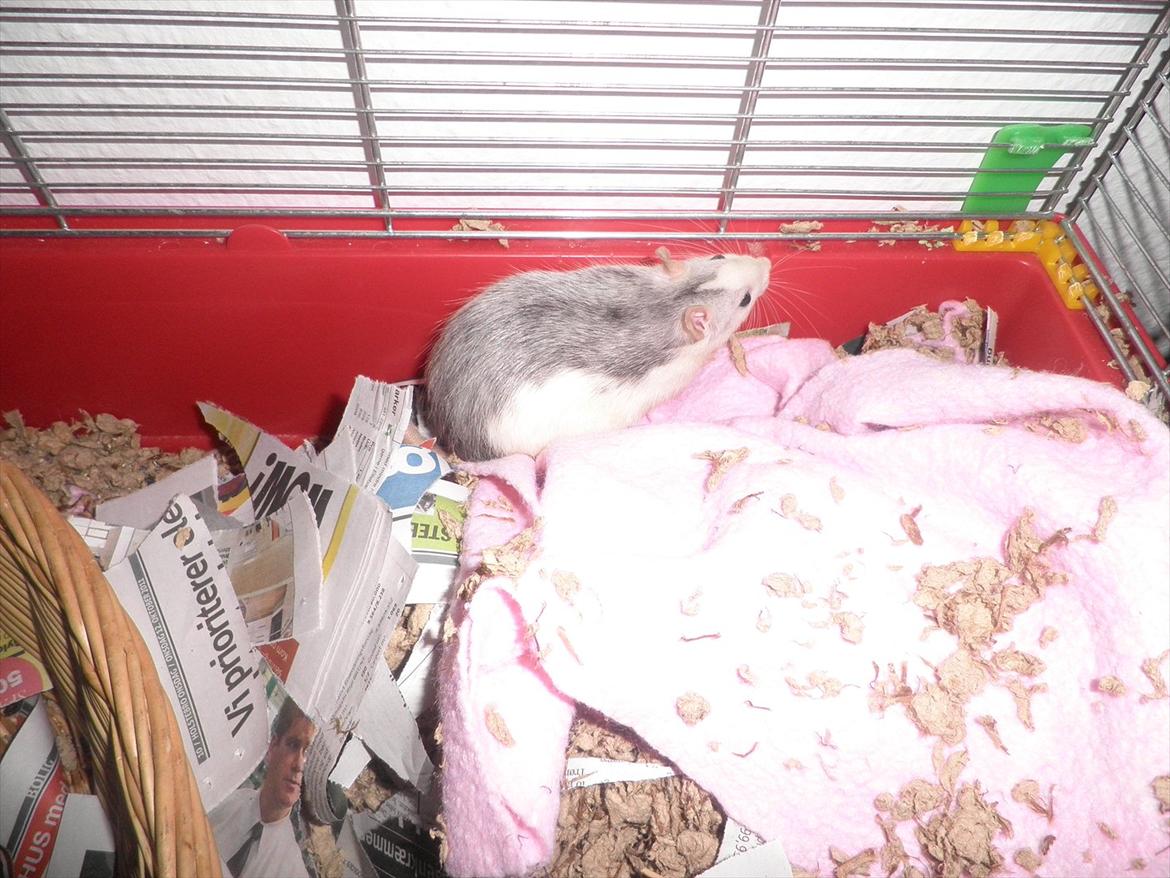 Mine lækre piger. <3 billede 38