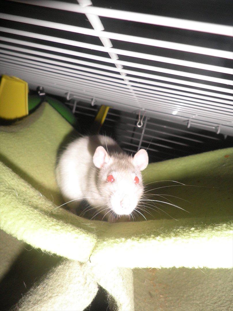 Mine lækre piger. <3 billede 39