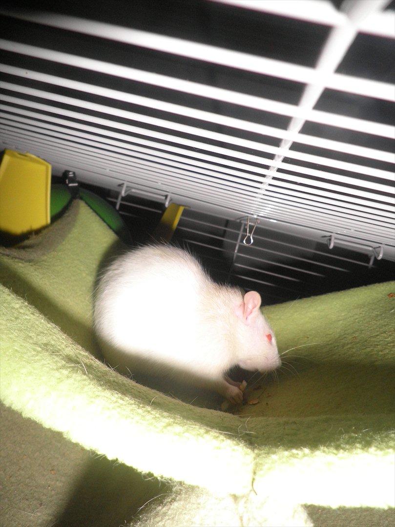 Mine lækre piger. <3 billede 40