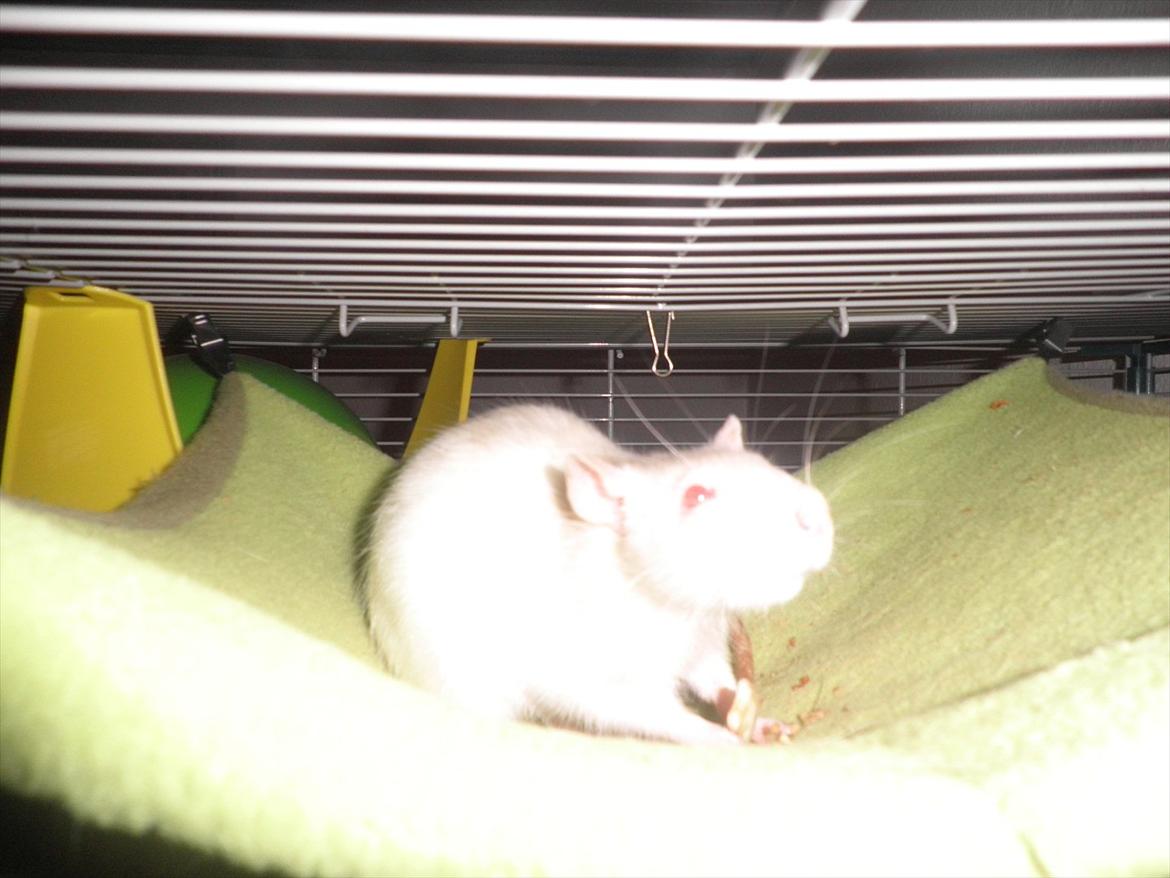 Mine lækre piger. <3 billede 41