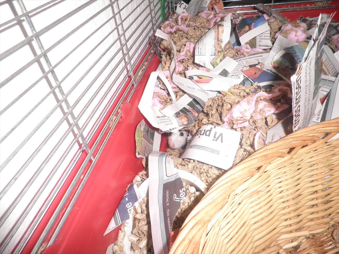 Mine lækre piger. <3 billede 42