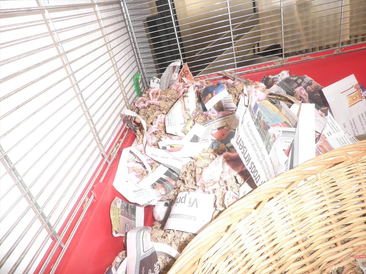 Mine lækre piger. <3 billede 43