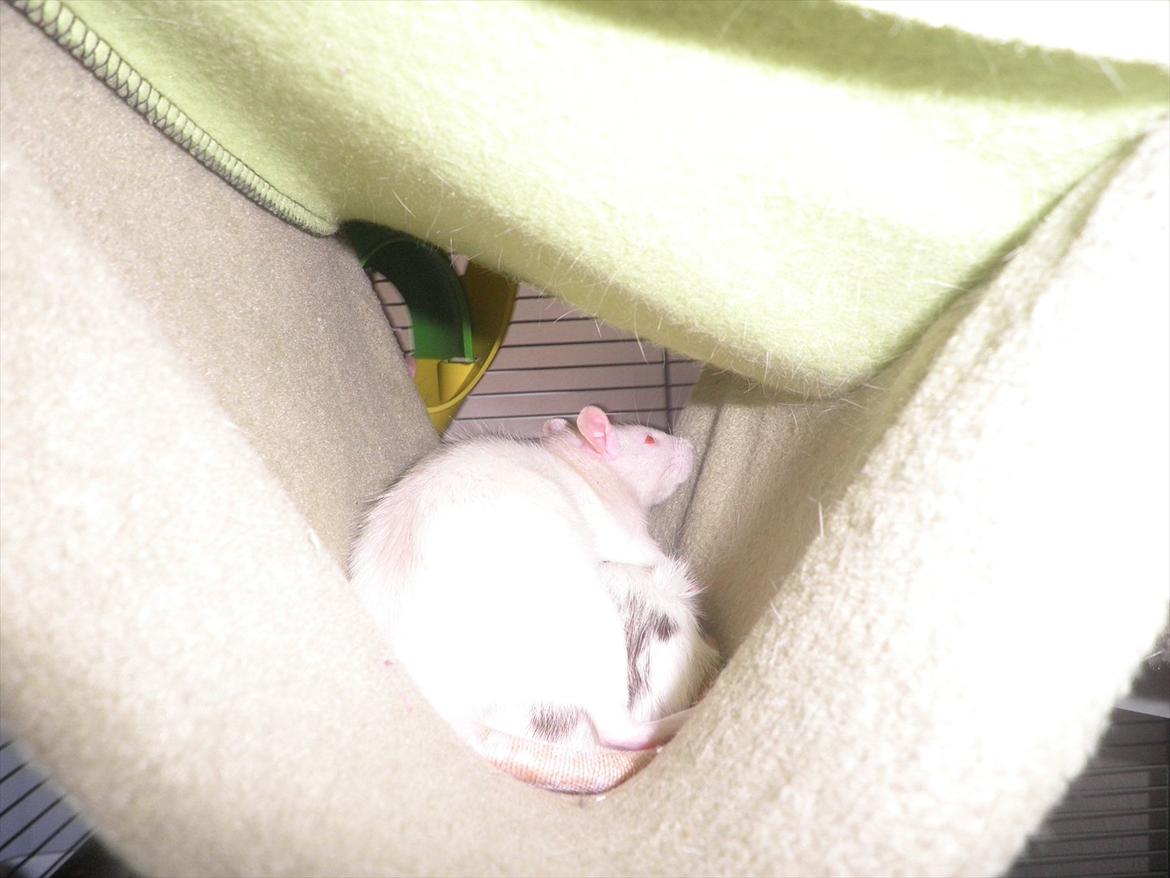 Mine lækre piger. <3 billede 44