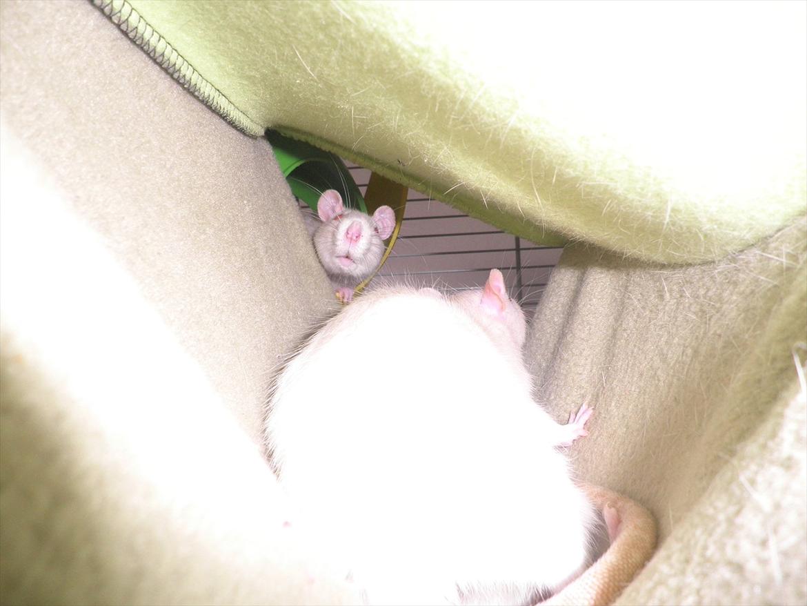 Mine lækre piger. <3 billede 45