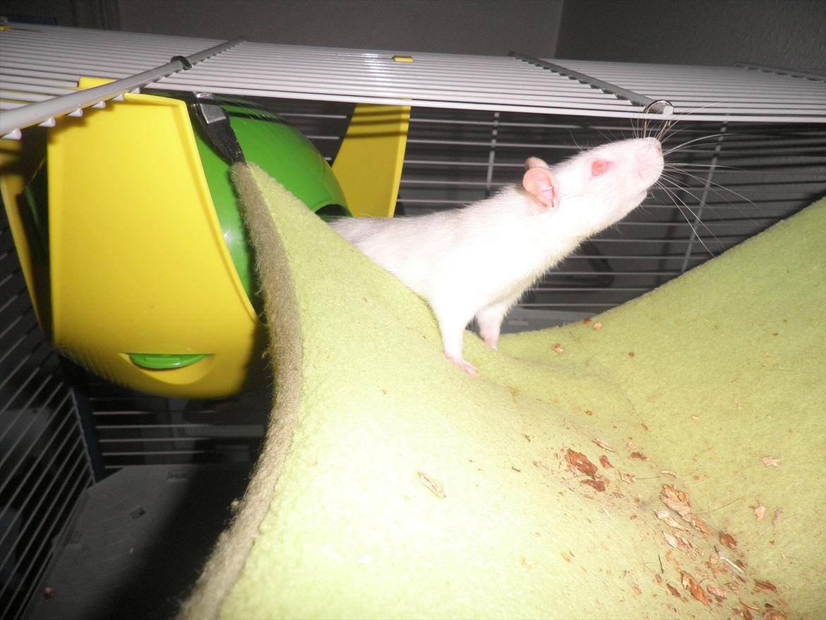 Mine lækre piger. <3 billede 46