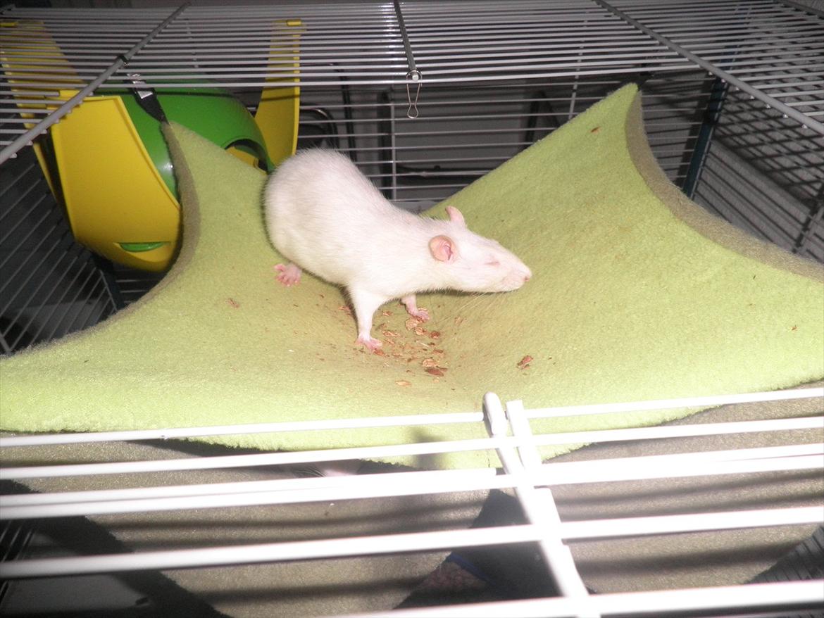 Mine lækre piger. <3 billede 47