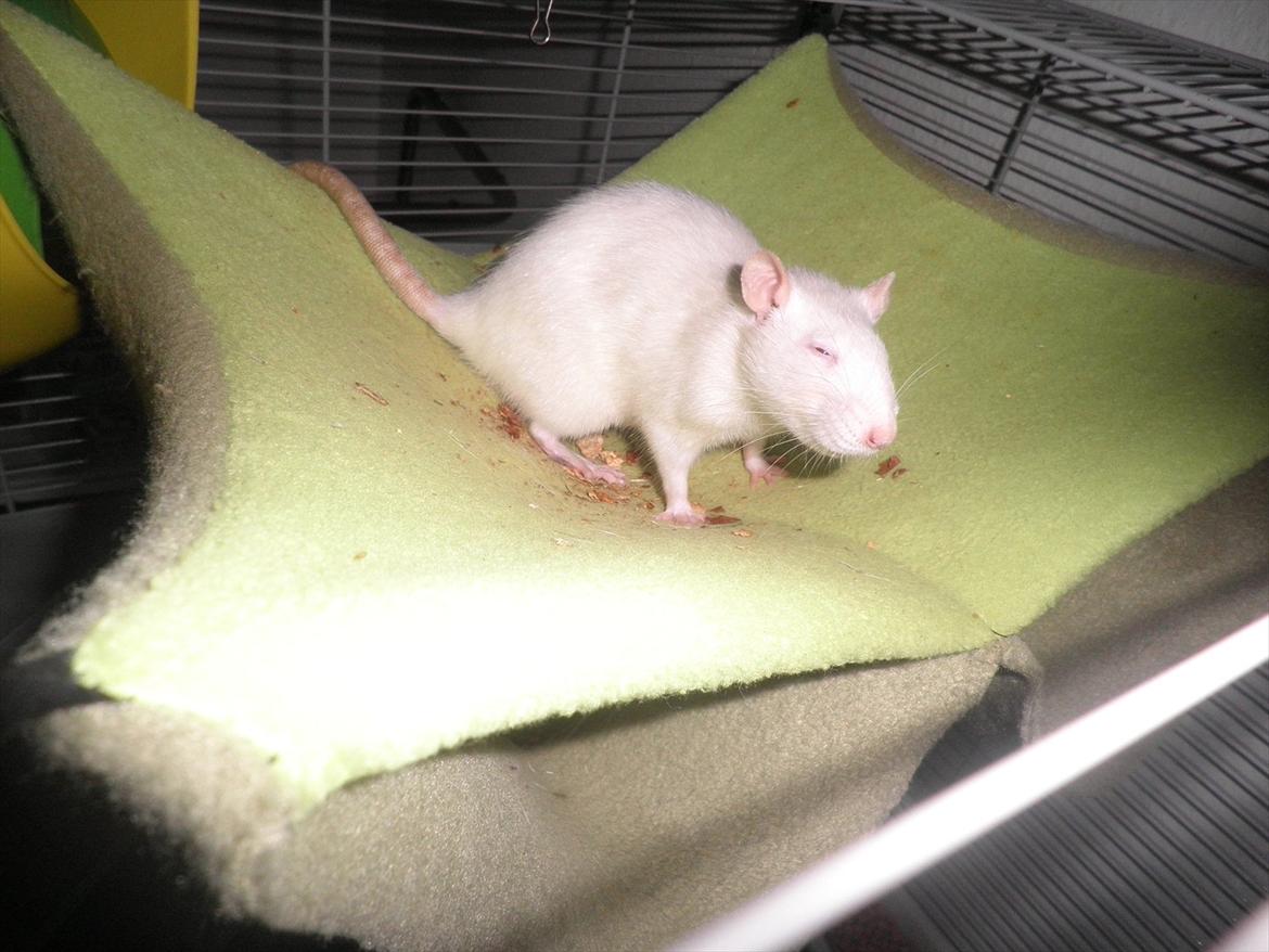 Mine lækre piger. <3 billede 48