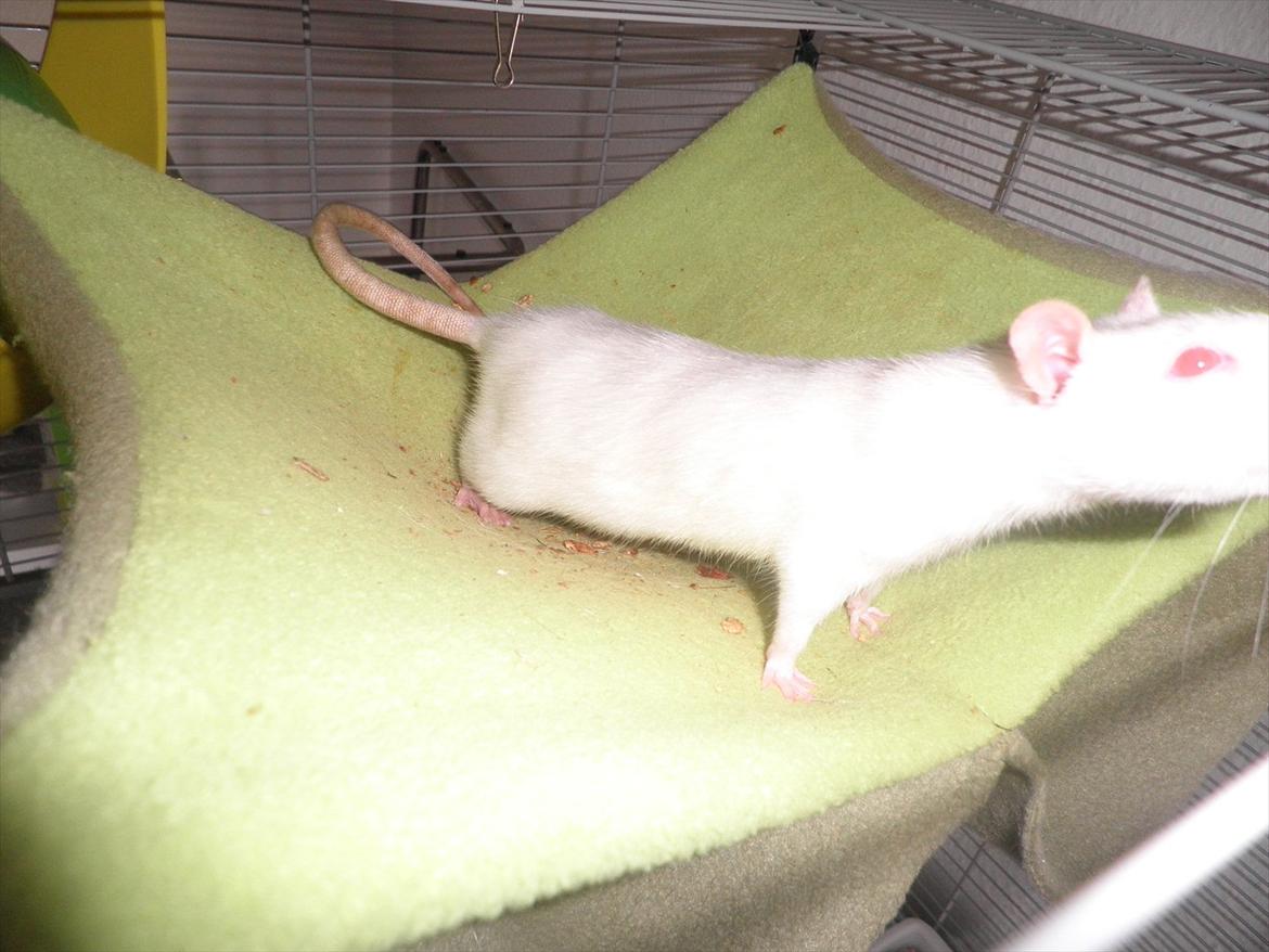 Mine lækre piger. <3 billede 49