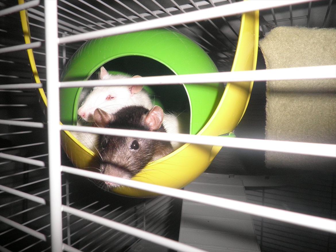 Mine lækre piger. <3 billede 50