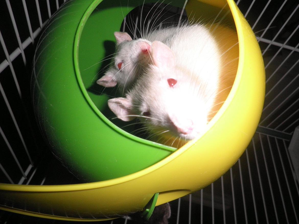 Mine lækre piger. <3 billede 51