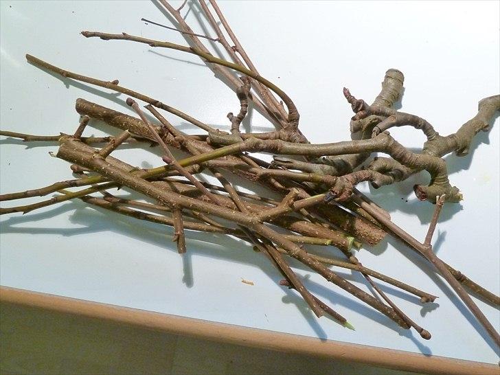 Min grønne vinterfodring (marsvin) - Marsvinene får dagligt friske grene som blandt andet er fortrinlige natrium-leverandører til dyr som ikke får tørfoder. Favoritterne er især æble- pære-, hassel- og kirsebærgrene. billede 2