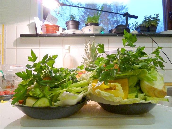 Min grønne vinterfodring (marsvin) billede 4