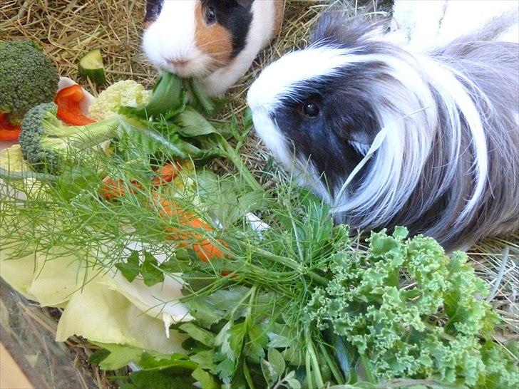 Min grønne vinterfodring (marsvin) billede 6