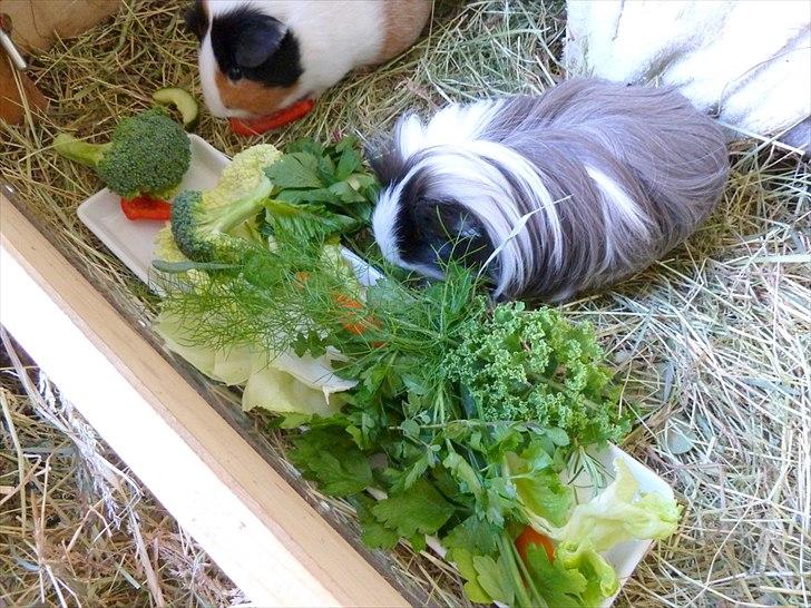 Min grønne vinterfodring (marsvin) billede 7