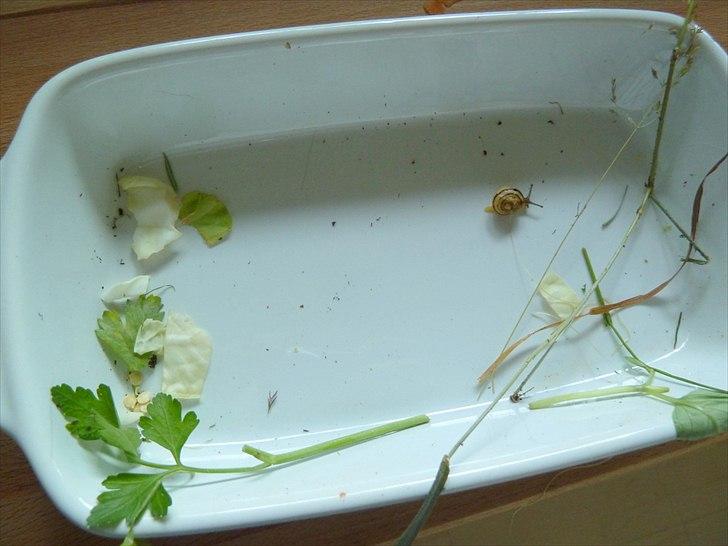 Min grønne vinterfodring (marsvin) - De vilde marsvin kan finde på at spise snegle. Ikke desto mindre har denne lille fætter overlevet en nat i mutternes grøntfad :D billede 8