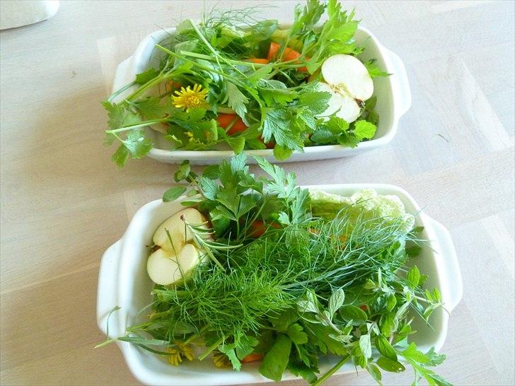 Min grønne vinterfodring (marsvin) - Jeg har haft et enkel tilfælde af diarré i år. Diarré er heldigvis stort set altid ufarligt når dyrene ikke får tørfoder. I stedet fik mit marsvin en mave-venlig grønt-menu som på billedet - og næste dag var diarréen væk igen. Jeg vil helst ikke bruge Zoolac eller Fibreplex, så det var rart at se at maven kunne komme i orden uden probiotika. 
Marsvinet fik blandt andet mælkebøtte, et par kinakål-blade (den mildeste kål-sort), æble, gulerødder, dild, fennikelgrønt, citronmelisse, oregano og persille.  billede 9