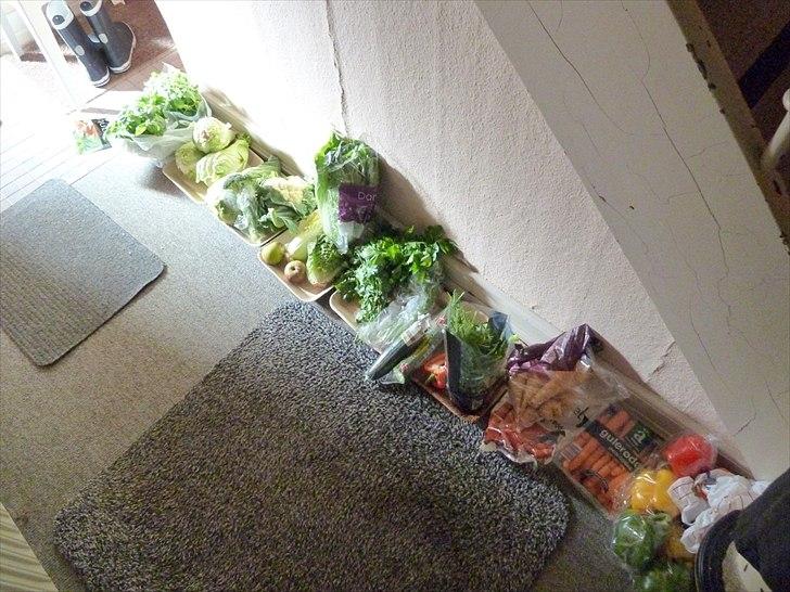 Min grønne vinterfodring (marsvin) - Det her billede stammer fra mine fire marsvins efterårsferie i Jylland. Jeg måtte slæbe meget grønt med så der var nok til hele ferien :) billede 10