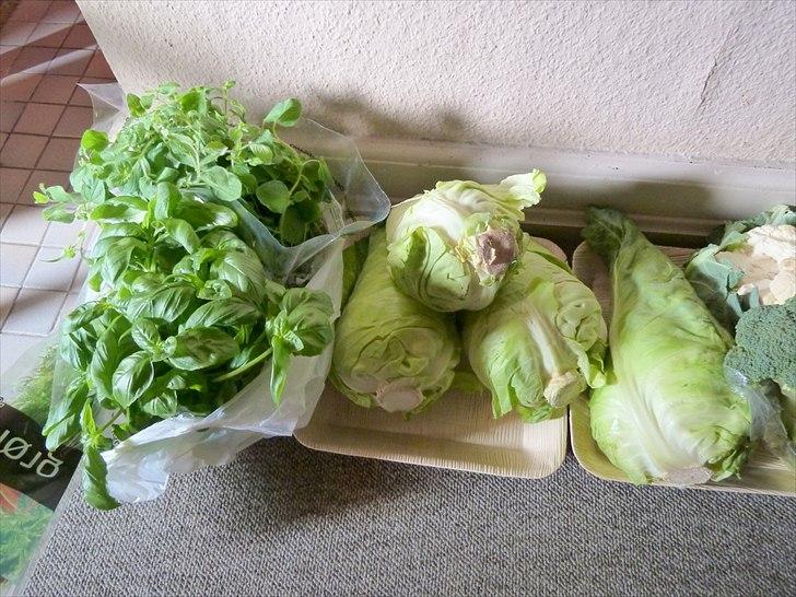 Min grønne vinterfodring (marsvin) - Basilikum,  oregano, spidskål, blomkål ....  billede 11