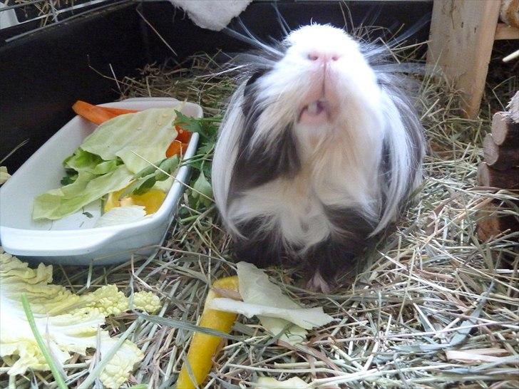 Min grønne vinterfodring (marsvin) - Min gamle kastrat spejder efter friske forsyninger.  billede 13