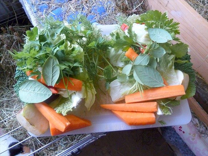 Min grønne vinterfodring (marsvin) - På toppen er der blåbær-blade som jeg har kunnet hente i haven frem til november. Et kæmpehit hos marsvinene - og rigtig gode for maven.  billede 14