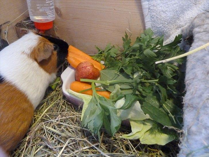 Min grønne vinterfodring (marsvin) - Og alligevel vælger min kastrat at spise "dødsyge" gulerødder som det første :D billede 16