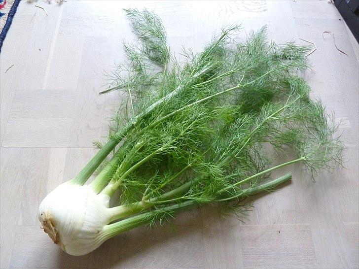 Min grønne vinterfodring (marsvin) - En lækker økologisk fennikel. Superfantastisk for maven og ligesom dild altid godt at give sammen med kål, hvis dyrene ikke er så vant til kål.  billede 17