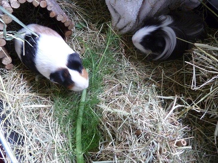 Min grønne vinterfodring (marsvin) - Især fennikel-grønt er utroligt vellidt blandt marsvinene.  billede 18