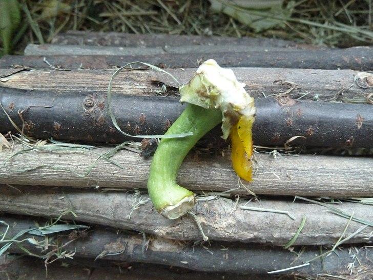 Min grønne vinterfodring (marsvin) - Mine marsvin er ikke de store solanin-junkies, så peberfrugt-stilken levnes stort set altid. Da solanin ikke er så farligt for dyr som kun får grønt (og slet ikke hvis de er rutinerede i selektion), får mine altid peberfrugt-stilken tilbudt - ligesom jeg heller ikke piller den grønne top af tomaterne. Solanin er nemlig i beskedne mængder ideelt til at skaffe sig af med uønskede "gæster" i tarmene. Marsvinene fornemmer derfor selv hvorvidt de har behov for lidt solanin. Det ved de bedre end jeg og derfor vil jeg ikke fratage dem muligheden for "selvmedicinering". Hvis marsvin får tørfoder og kan finde på at spise ting af kedsomhed, er det en dårlig idé at eksperimentere med solanin. billede 20
