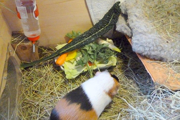 Min grønne vinterfodring (marsvin) - For nylig har jeg fundet palmekål (sortkål) i supermarkederne. Det er det meget lange kål-blad, som ligger øverst på tallerkenen. Det smager lidt i retning af grønkål, og marsvinene er meget glade for det.  billede 23