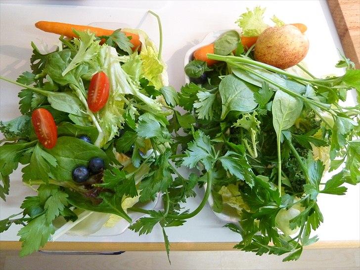 Min grønne vinterfodring (marsvin) billede 25