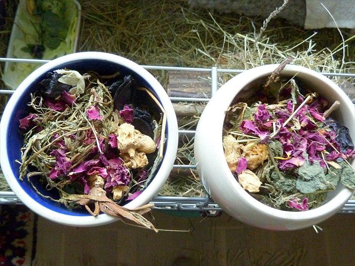 Min grønne vinterfodring (marsvin) - Urterne gives rationeret pga. det lave væske-indhold. 
Brændenælde kan dog gives ad libitium da den er vanddrivende - og samtidig rig på både calcium og C-vitamin. Brændenælde er et supernyttigt tilskud til marsvin.  billede 27