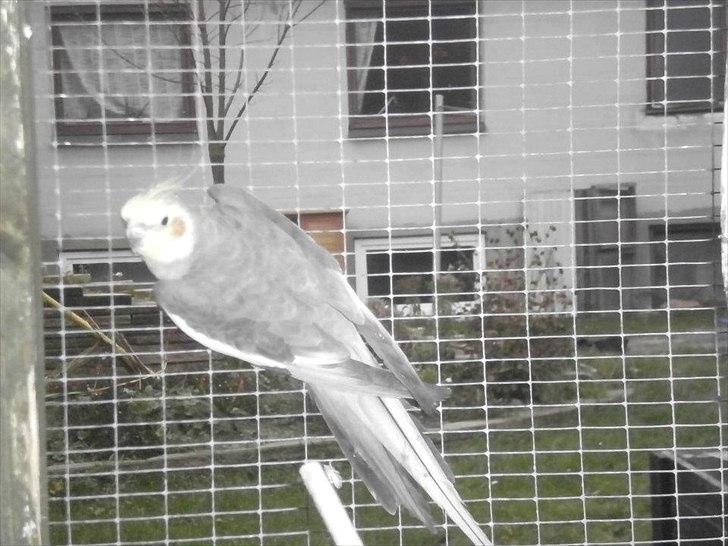 Min hobby  -  Nymfeparakit.  billede 1