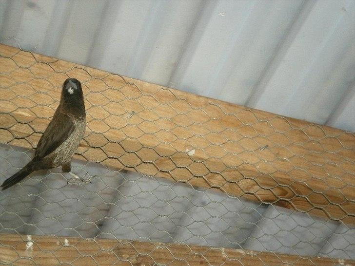 Min hobby  billede 2