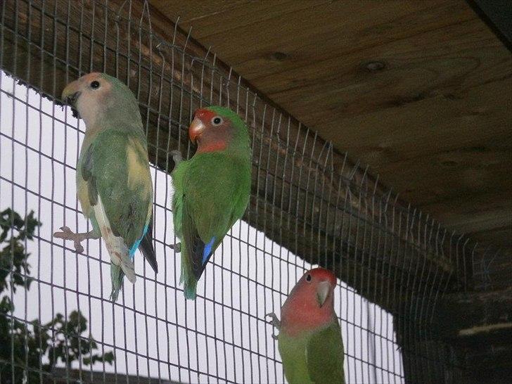 Min hobby  - 1. Rosenhoved dværgpapegøje "Klumpe Dumpe". 2. Rødhovedet dværgpapegøje "King" 3. Rødhovedet dværgpapegøje "Prinsezz" billede 3