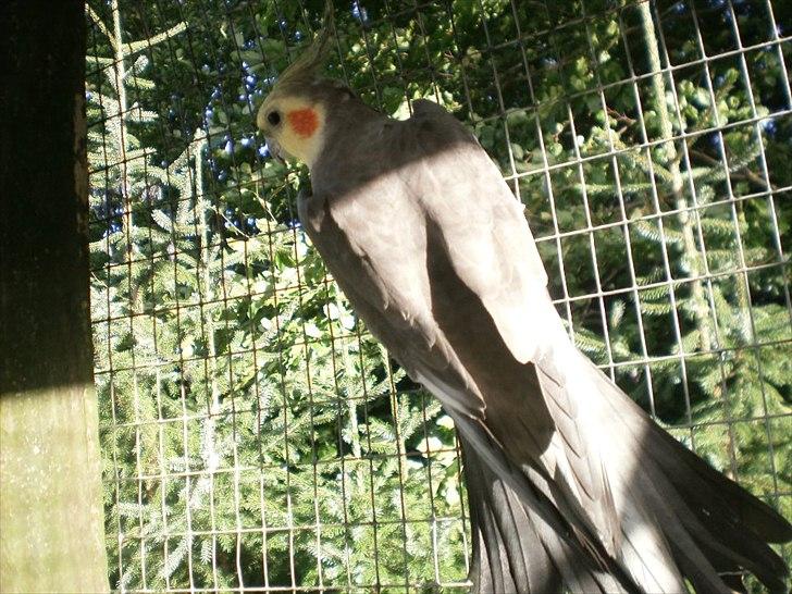 Min hobby  billede 4