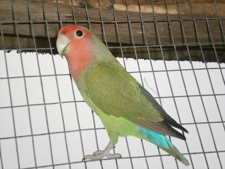 Min hobby  - "Prinsezz" billede 5