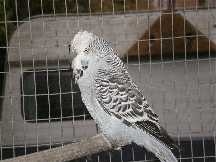 Min hobby  - Hvad kalder man en Engelsk undulat ? "Engelske"  billede 6