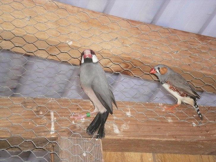 Min hobby  - Min ene risfugl og 1 zebrafinke. billede 7