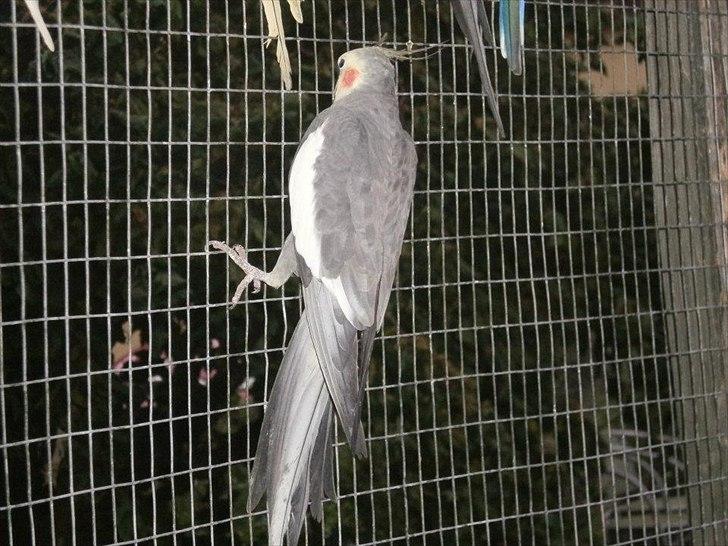 Min hobby  - Nymfeparakit. billede 8