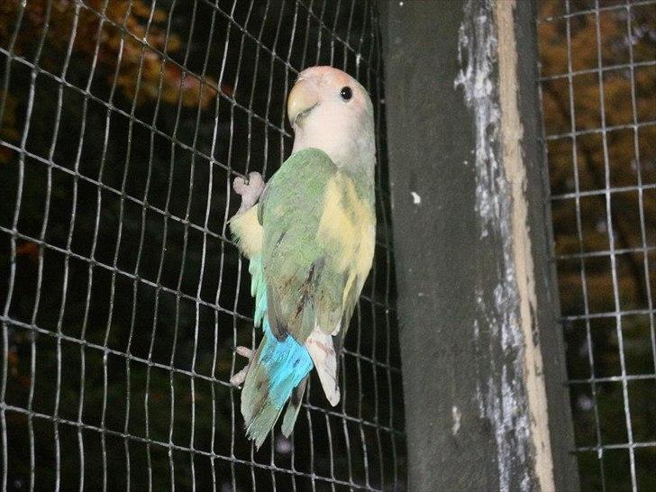 Min hobby  - Klumpe Dumpe.  billede 10