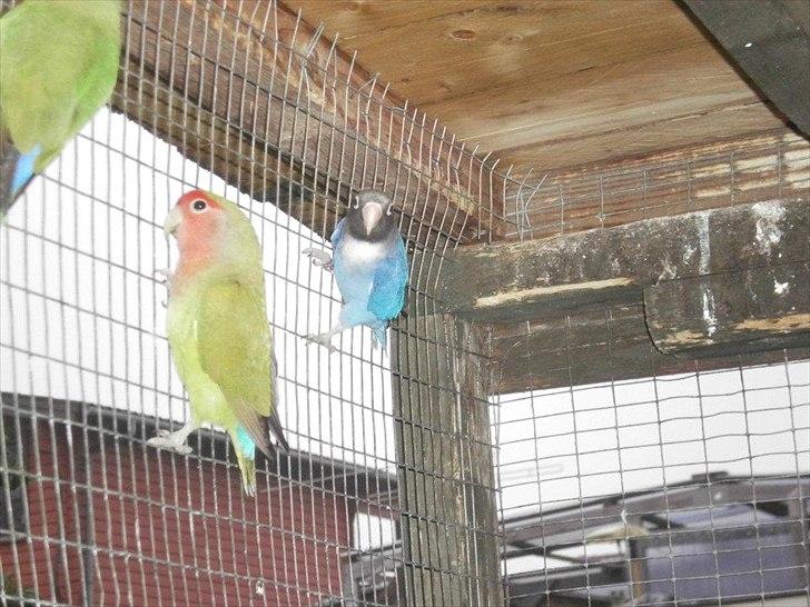 Min hobby  - Der er lige den ene af mine 2 sodhoved dværgpapegøjer bagerst  "Queen"  billede 11