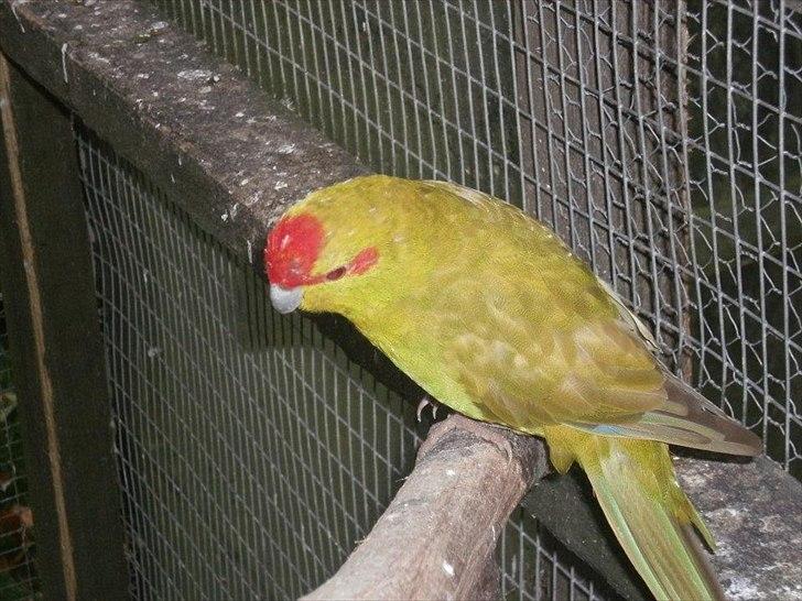 Min hobby  - Gedeparakit "Kiki"  billede 12