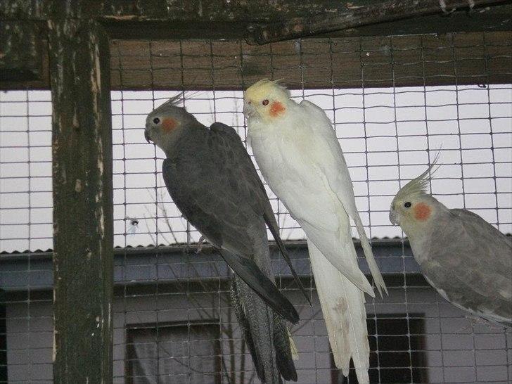 Min hobby  - Den hvide i midten er "Elvis"  billede 13