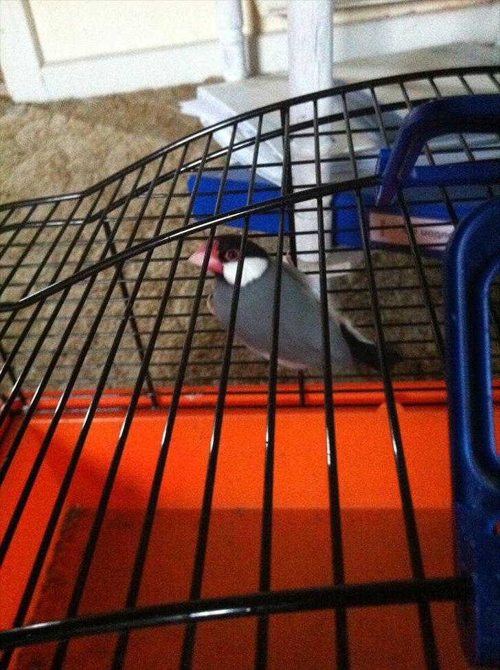 Min hobby  - Min ene datter kom en dag med en gave til mig:) Jeg har længe ønsket mig et par risfugle og hvad kom den skøre unge med til mig ;) Et par risfugle:) Hun er kun 14 år og fuglene kostede 200 kr.  billede 14